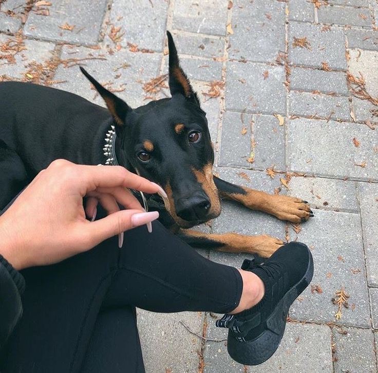 thequeenfisk's tweet photo. hey hunter, can't imagine what it'd be like stranded on a deserted island. but here's my four things. unfortunately i had to choose between my two dogs julius ( doberman) and wesley (cane corso). but julius won out. https://t.co/lRtd1pHeDd