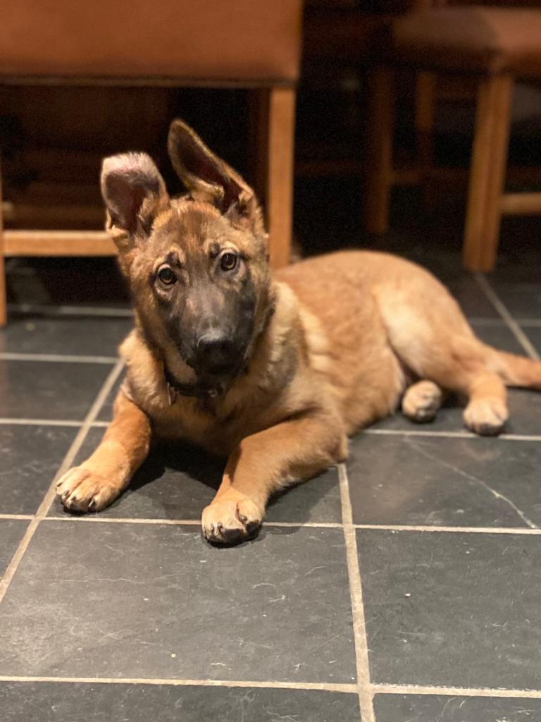 Meet Rua ❤ a very good 4-5 month old Shepherd pup.
Rua is searching for his forever home
#dogsangelsireland #adoptdontshop #dogs #gsd #RescueDogs #Ireland