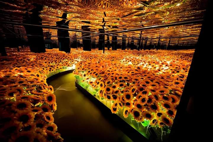 thejosewolf's tweet photo. La sala sunflower en la galería de arte Van Gogh en Auckland, NZ 🌻 https://t.co/uLMaWTQPQs
