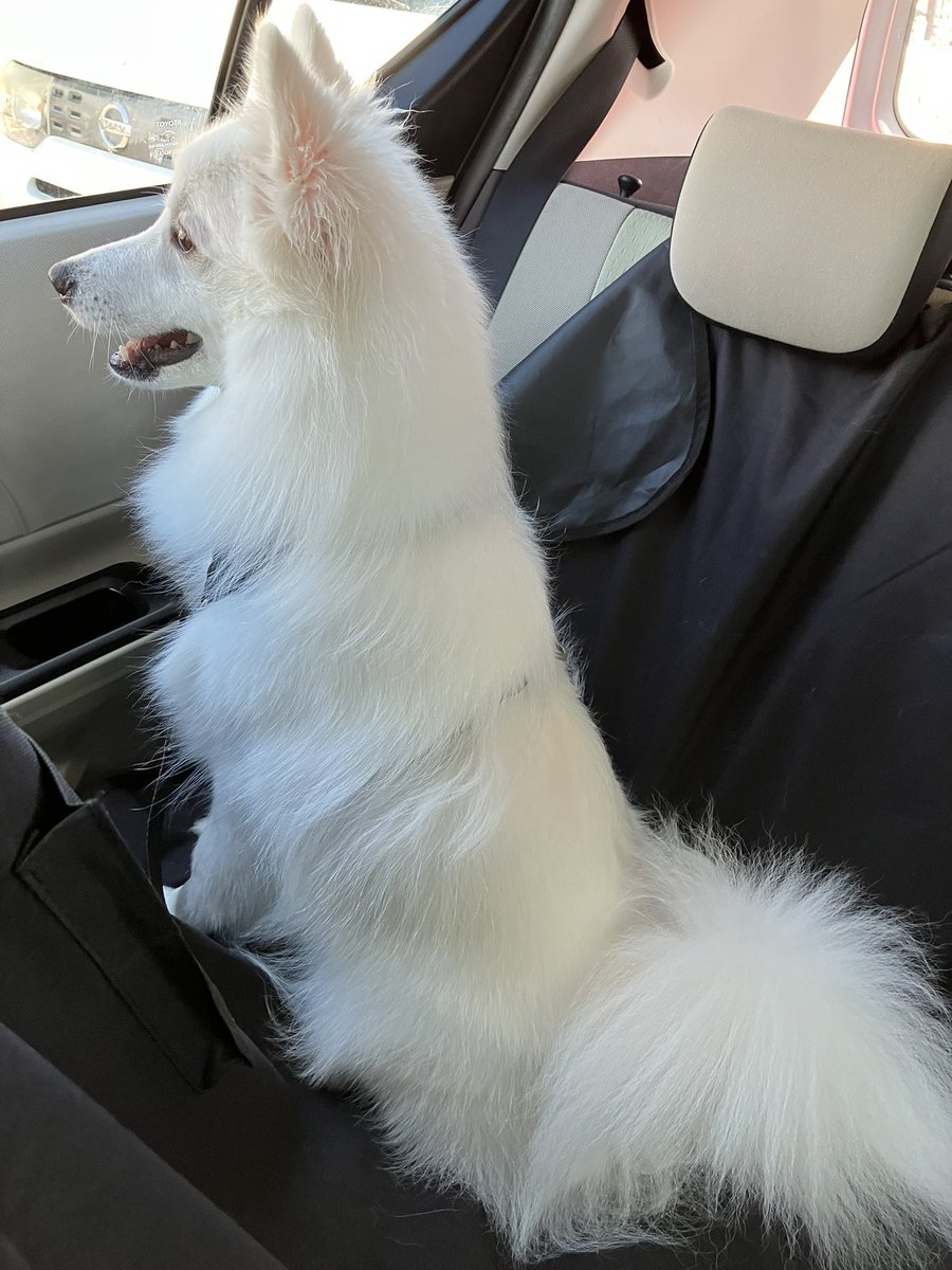 junedams's tweet photo. My handsome boy just had a haircut 😍 https://t.co/WcfmZ5gdP9