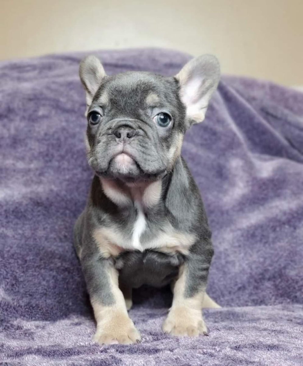 QLokoMotionPics's tweet photo. Boy (Black &amp; Tan) x Girl (Blue &amp; Tan). They are looking for a forever home. 🏡🐶🤍 Tlk to me nice👀  #Frenchies x #FrenchBulldogs https://t.co/vOEEdop5OL