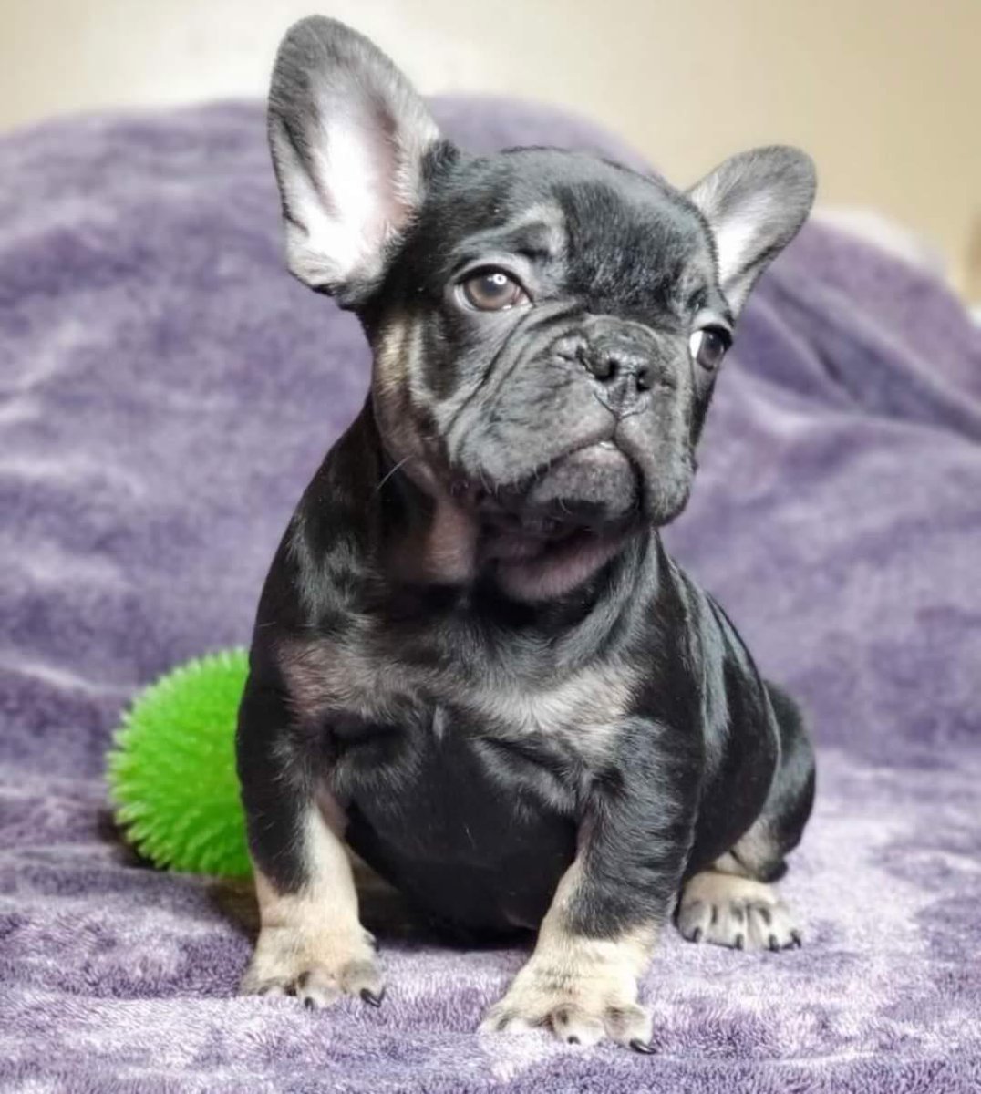 QLokoMotionPics's tweet photo. Boy (Black &amp; Tan) x Girl (Blue &amp; Tan). They are looking for a forever home. 🏡🐶🤍 Tlk to me nice👀  #Frenchies x #FrenchBulldogs https://t.co/vOEEdop5OL