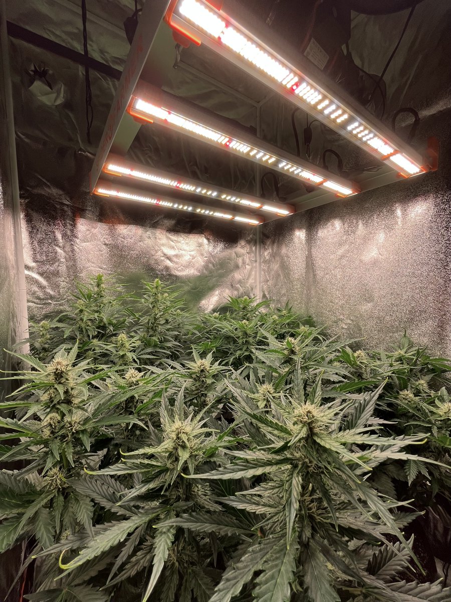 PushnPhosphorus's tweet photo. Day 48. Alien Moonrock OG by Twisted Tree Autoflowers
#SpiderfarmerG3000
#Coco
@SfVilina #Spiderfarmer #Commonground #Cannabis #Marijuana #Cannabisgrowers #weedsmokers #WeedLovers #Weedmob #Autoflowers #OnlyAutos https://t.co/oe1GDElk34