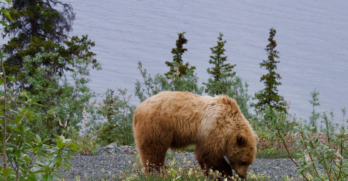 upheremag's tweet photo. https://t.co/Ex5GiuStKA An afternoon of fear and backcountry bliss: Read about Anna Tupakka's experience traveling among the grizzlies in #Kluane National Park and Reserve. #yukon #travel #adventure #bearcountry https://t.co/1VkONAVENC