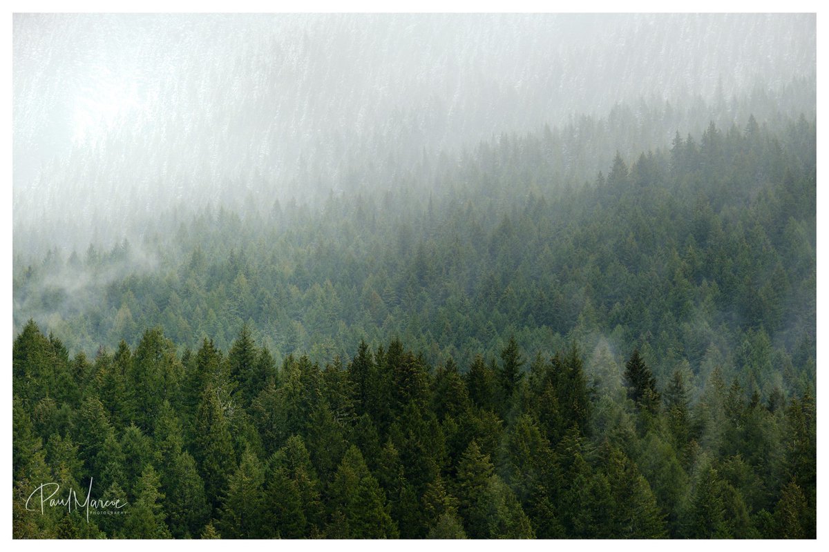 PaulMarcoe's tweet photo. That layered Pacific Northwest forest vibe. 
*click for full image https://t.co/LN8JEx8RUm