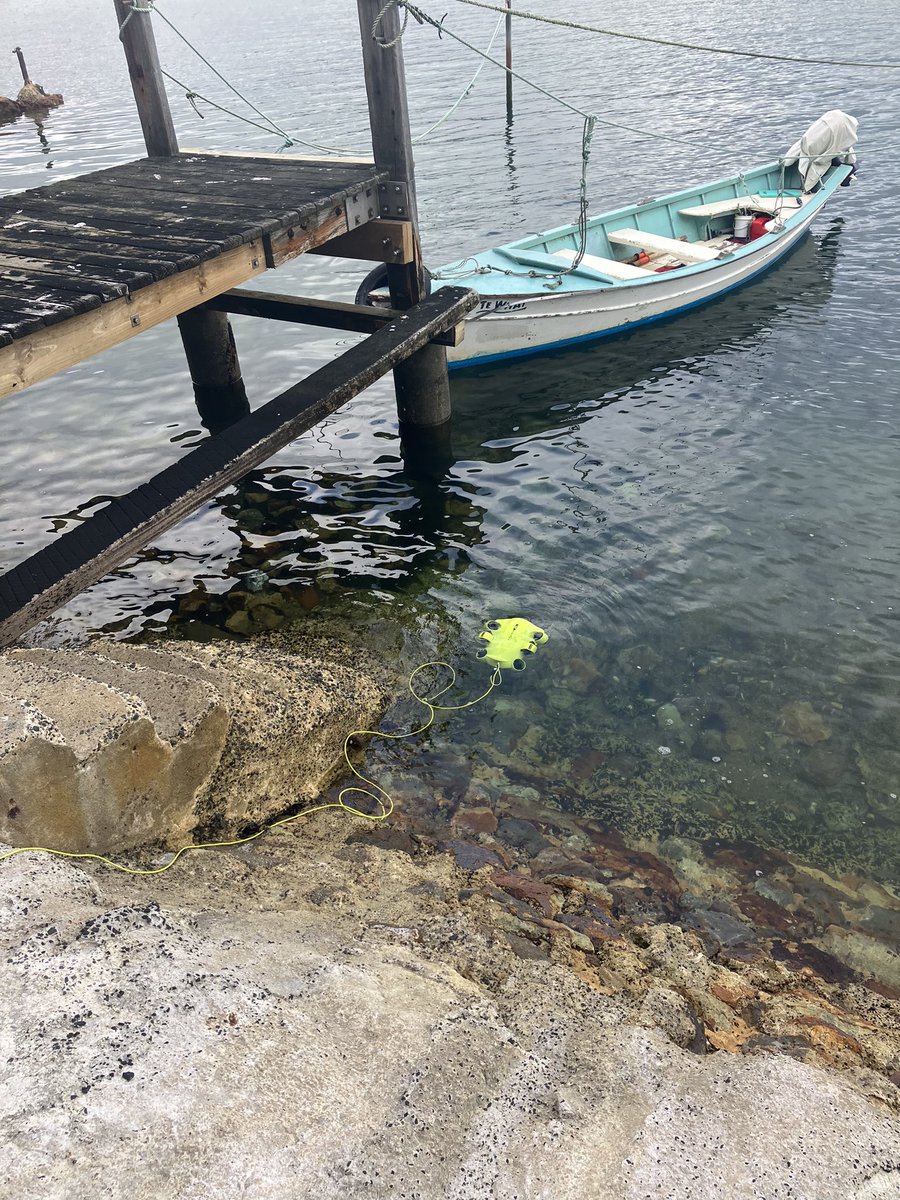 HMQuertermous's tweet photo. Testing out an underwater drone to use for behavior observations in the field! Not quite as cool as swimming with the fishes, but still pretty awesome! https://t.co/1dOot74okp