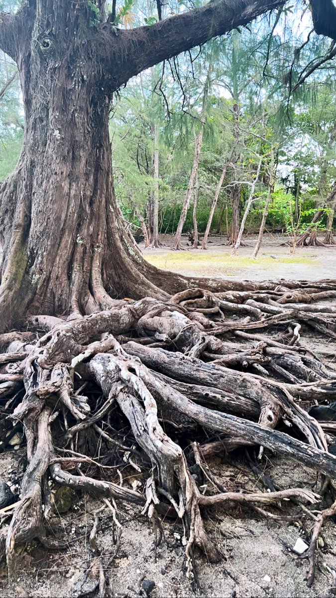 Maryamhasnaa's tweet photo. If the foot of the trees were not tied to earth, they would be pursuing me. 
 For I have blossomed so much, I am the envy of the gardens.
- Rumi https://t.co/1mjKR15Xa4