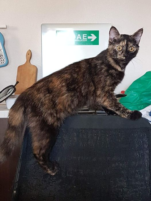 DelavegaPepita's tweet photo. 🚨🚨ALERTE ! 🚨🚨🚨
BLITZ PERDUE SUITE INCENDIE 
12 JANVIER à HOMECOURT 
A réveillé son maitre quand l’appart prenait feu et s’est enfuie
Elle doit être traumatisée et sûrement se cacher
CONTACT 📞06 07 02 60 36
#Homecourt #MeurtheetMoselle #dpt54
#RégionGrandEst #chatperdu https://t.co/HULwC6nC2l