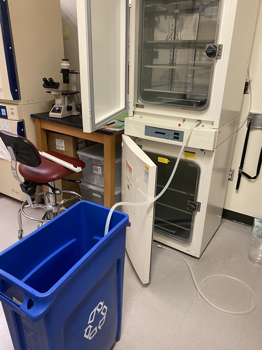 LabMuranen's tweet photo. recycling bins come in real handy for draining water out of the incubators! They can hold 50+ liters!! #researchlabhacks https://t.co/eO7G5C7hef