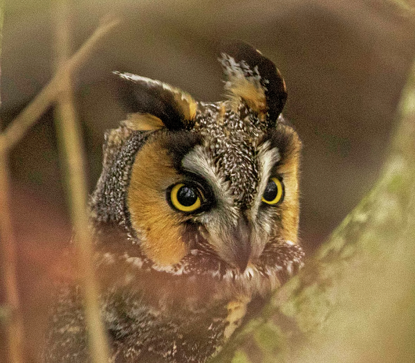 ACHEBONE's tweet photo. New artwork for sale! - "Long eared owl " - https://t.co/4Tzgy92T87 @fineartamerica https://t.co/gNDYLciu4D