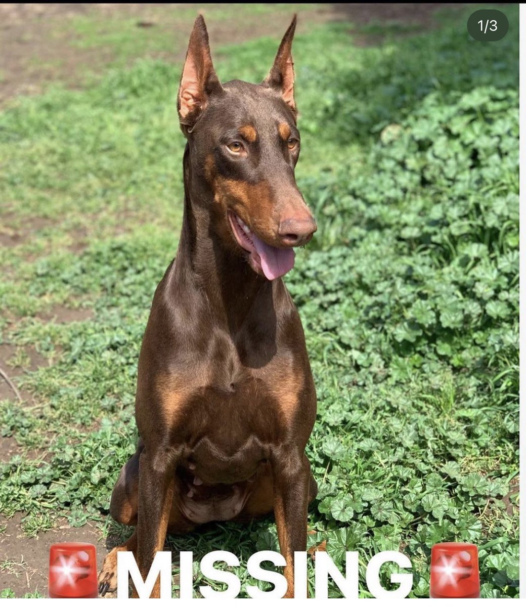 aileennc_'s tweet photo. 🚨Sacramento🚨 My friends’s family is hoping to reunite with their dog, Chica. A toddler is patiently waiting for her to come home.  Missing since January 1st. ❗️$500 cash reward❗️
Doberman. She’s friendly but very skittish! Her ears are clipped, cropped tail. Brown/ light brown. https://t.co/sP8nFlorFf