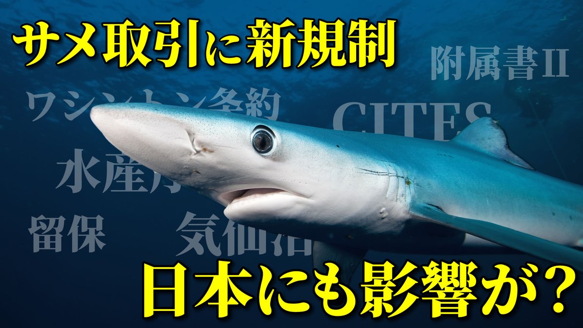 サメ社会学者ricky Youtube サメブログ Shark Sociology Twitter