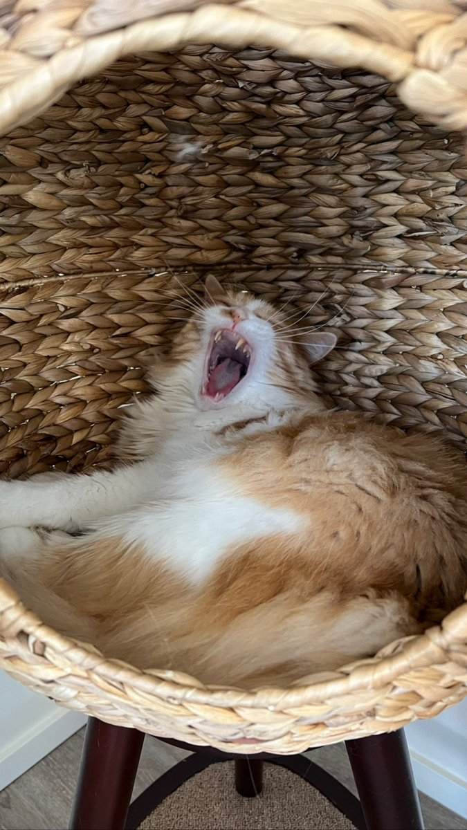 hi twitter pls admire the graceful animal that is my cat