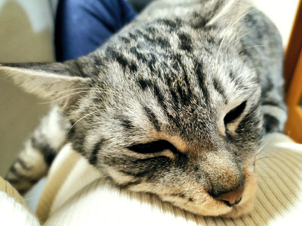 hogonekoittsumu's tweet photo. 久々に主を独占して
いいお顔のいとくん
結構重いのよ https://t.co/pxgtxsNred