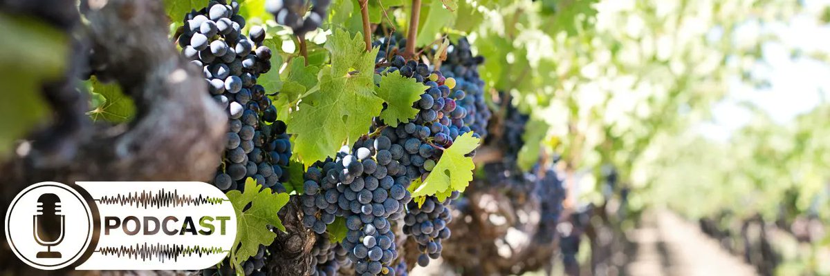 Xylella fastidiosa, poses a threat to our ag &amp; hort industries with over 600 plant species at risk. Craig Elliott explains more about this pest and what is being done to manage its spread in the ‘The Good, The Bad, and the Bug-ly’. Listen 🎧 here buff.ly/3kDuXKo