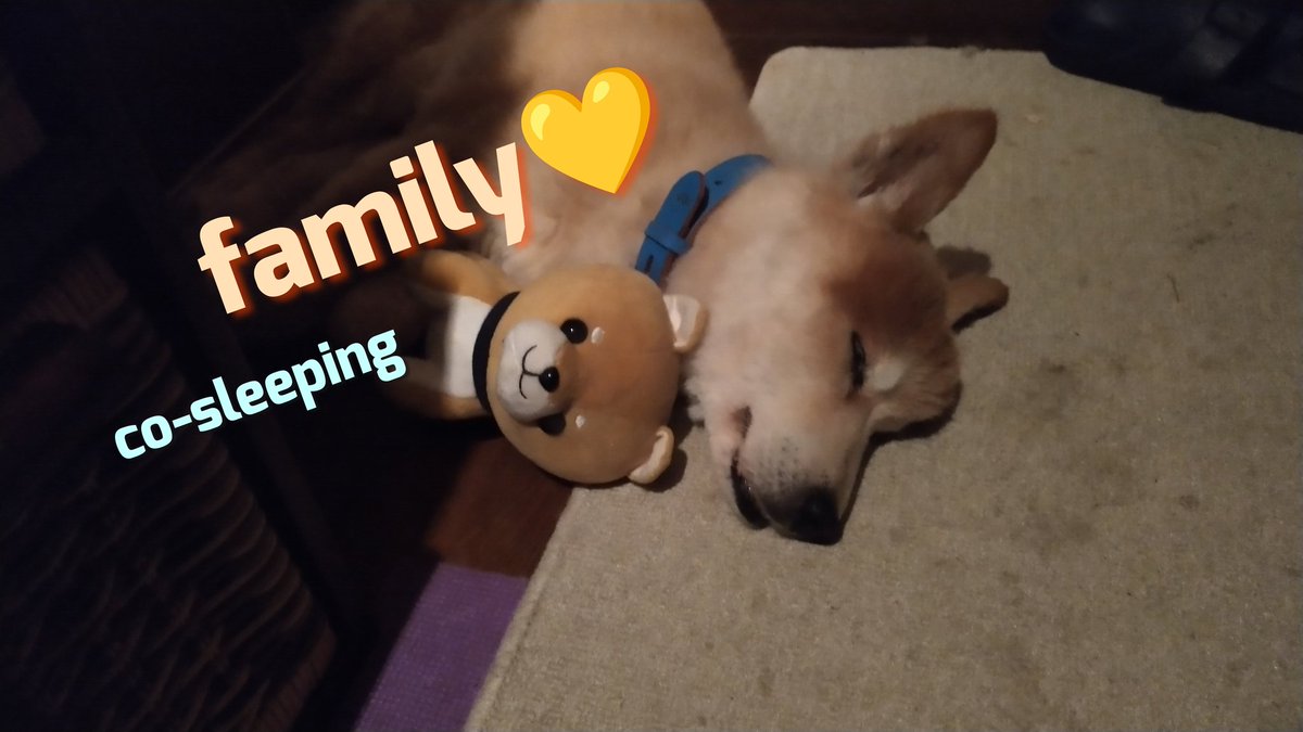 Tocchimen_oasis's tweet photo. .
#ぶんちゃん登場 😇
懐かしの一枚 🐾U^ェ^U
ぶんちゃん…
暗闇の廊下で発見💕
添い寝してましたww
#柴犬家族
#しばいぬのきもち
#柴犬大好き
#いぬのきもち
#なすがままされるがまま
#いやしわんこ
#豆柴
#相互フォロー
#いいね返し
#愛らしい
#shibainu
#bunchan
#家族
#family
#久々の休日 https://t.co/eCY41BxtdL