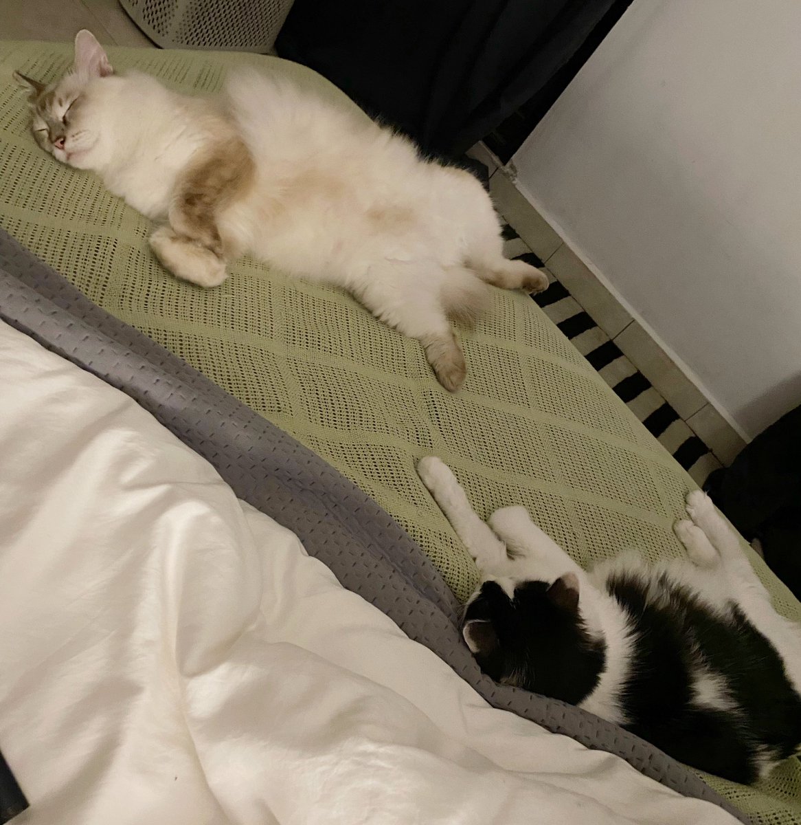 I have asthma, sinus and super sensitive to bulu kucing.

Do I bersin everyday? Yes
Do I take my inhaler everyday? Yes
Do I gomol and kiss my cats everyday? Yes

Would I abandon my cats? HELL NO
Would I die for them? HELL YES