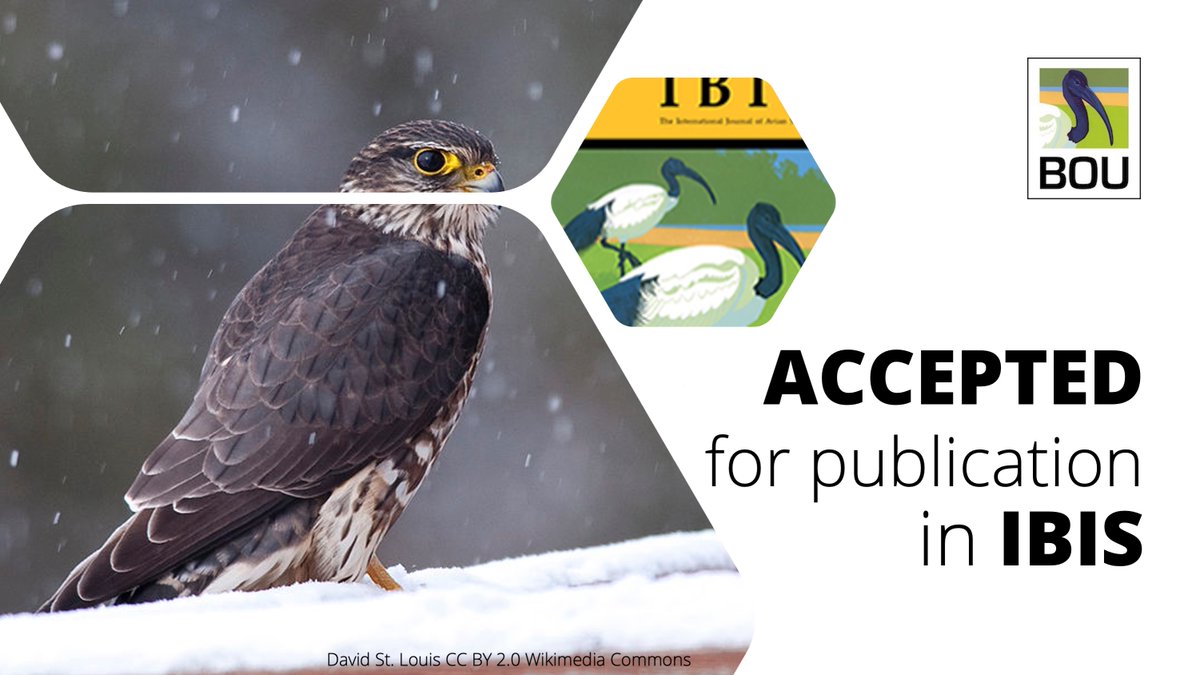 ACCEPTED for publication in <a href="/IBIS_journal/">BOU 👩🏻‍🏫👨🏿‍🏫🧕🏽👳🏽‍♂️ 🌈</a> 

Population genetics and phylogeography of North American Merlins (Falco columbarius) in the post-DDT era | onlinelibrary.wiley.com/doi/abs/10.111…

<a href="/Burnabea/">Breanna Martinico</a> et al. <a href="/talonDNA/">Ryan Bourbour</a> | #ornithology