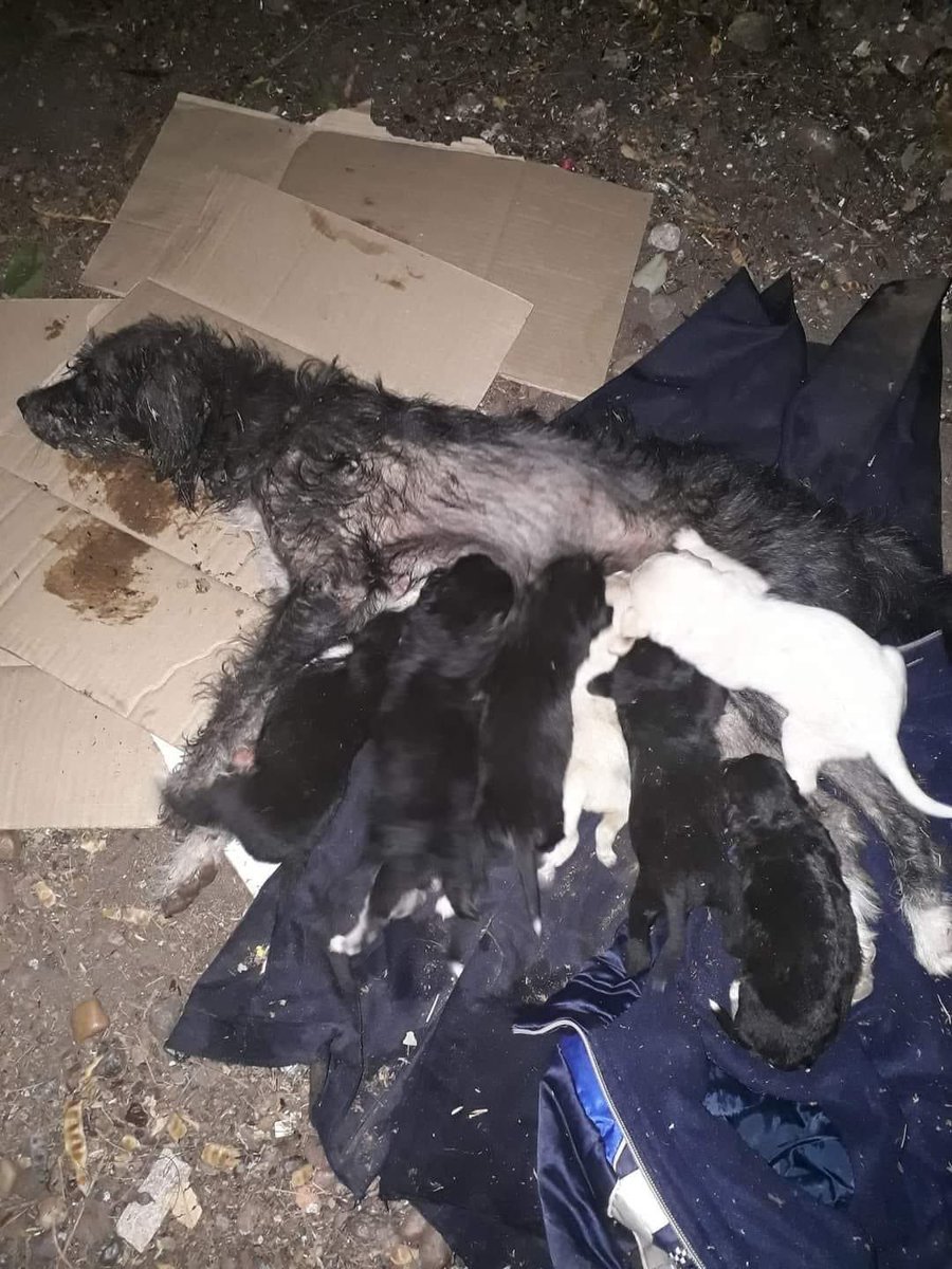 redbicheraof's tweet photo. Y qué decir...
La peor imagen que podemos ver.
Gente esta perrita la pechó una moto hace unas horas
Ya se la medicó
Lo que vengo a pedir es ayuda con una mamá sustituta para aliviarla de algunos perritos o alguno que quiera adoptarlo para ayudar esta mamá me avisa al 099001580 https://t.co/3ILm6srSvv