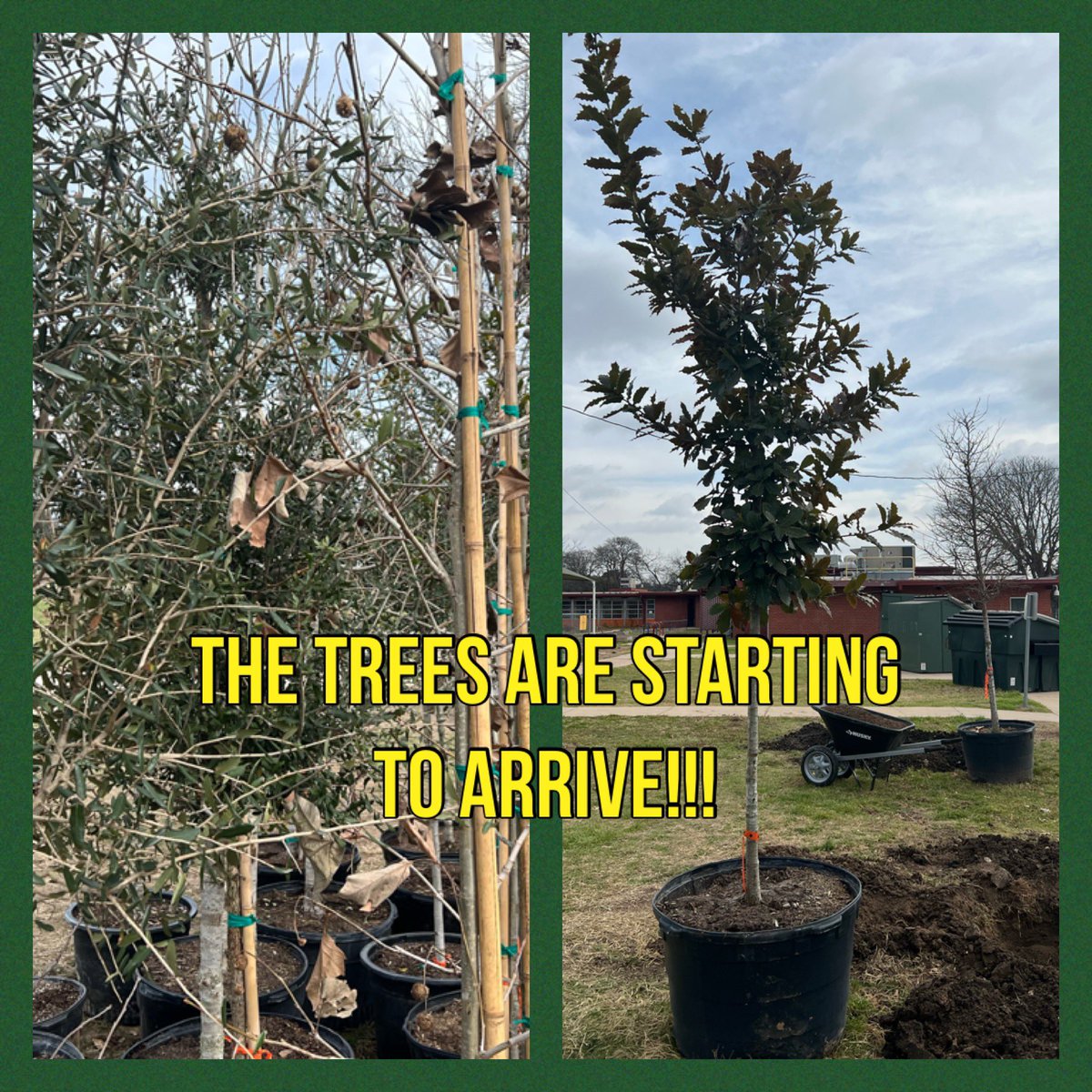 Ben McCormack (@mrmacaisd) on Twitter photo Seen our campus lately? The trees are arriving thanks to us being awarded an Urban Forestry Grant! 64 trees to be planted and round one began yesterday! <a href="/AustinISD/">Austin ISD</a> <a href="/AustinISDGreen/">Austin ISD Green</a> Heritage Tree Care rules! Seen our campus lately? The trees are arriving thanks to us being awarded an Urban Forestry Grant! 64 trees to be planted and round one began yesterday! <a href="/AustinISD/">Austin ISD</a> <a href="/AustinISDGreen/">Austin ISD Green</a> Heritage Tree Care rules!