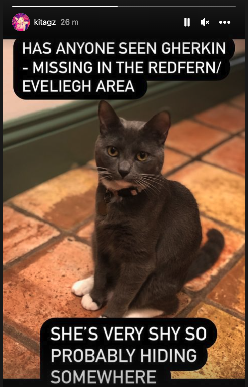 SYD/REDFERN/EVELEIGH - my sis's sweet (and shy) cat Gherkin has gone missing. Please RT / look out for her if you're in that area.