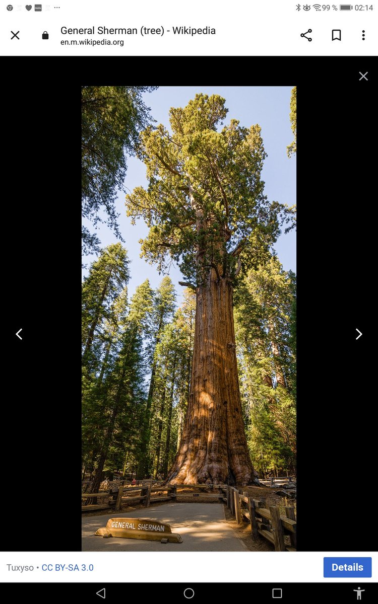 9Incide's tweet photo. @betabetula @Eddie_1412 Mein Favorit ist der #GeneralShermanTree aber nicht wegen dem General, sondern wegen der Namensgebung des Baumes und des Nationalparks indem er steht - #Sequoiadendrongiganteum nach einem #Cherokee-Indianer benannt, den um 1766 geborenen und 1843 gestorbenen #Sequoyah https://t.co/hA597heY4w
