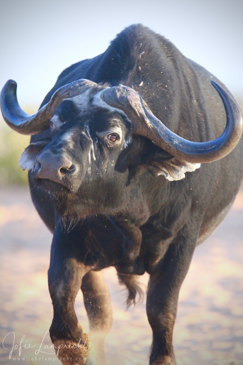 Buffalo Edition - Jofie Lamprecht Safari Journal 2023 - mailchi.mp/e863071db1e2/b…