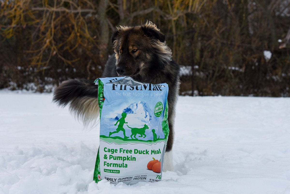 resqbear's tweet image. Cage Free Duck Meal &amp;amp; Pumpkin Formula from @FirstMatePet.  It just doesn’t get any better for Bear! #firstmate #dogsoftwitter #dogsofinstagram #RescueDogs #dogfriendly