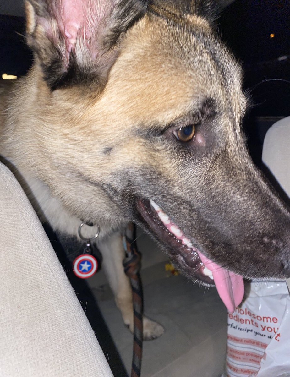 He also has a shield of tag 🥰😋