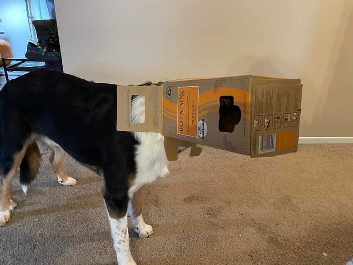 EMickowski's tweet photo. A Percy boy update^^ https://t.co/FAZwSP1J6M