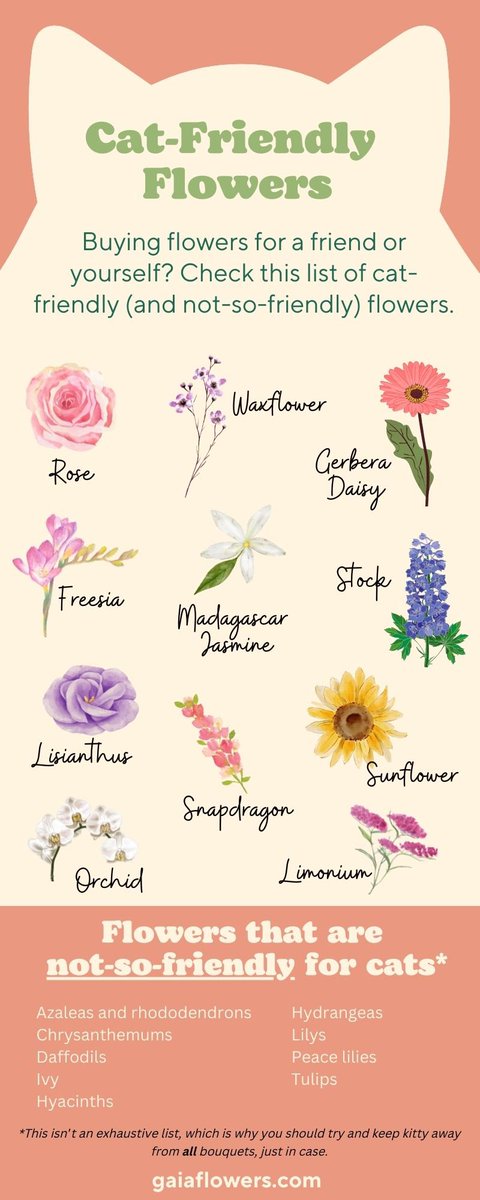 Common Plants & Flowers toxic to cats and/or dogs. A safe list is included ❤️🌿😽#CatsOnTwitter #CatsofTwittter #cats #safepets #toxicplants @OdieOrville @jeanne_midtowns