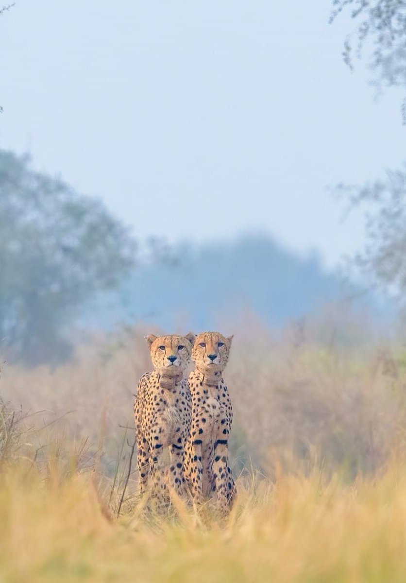 Cheetah twins #Elton and #Fredie at #KunhoNationalPark #India. 
PC: Subhranjan Sen, IFS
#CheetahsAreBack #Wildlife
