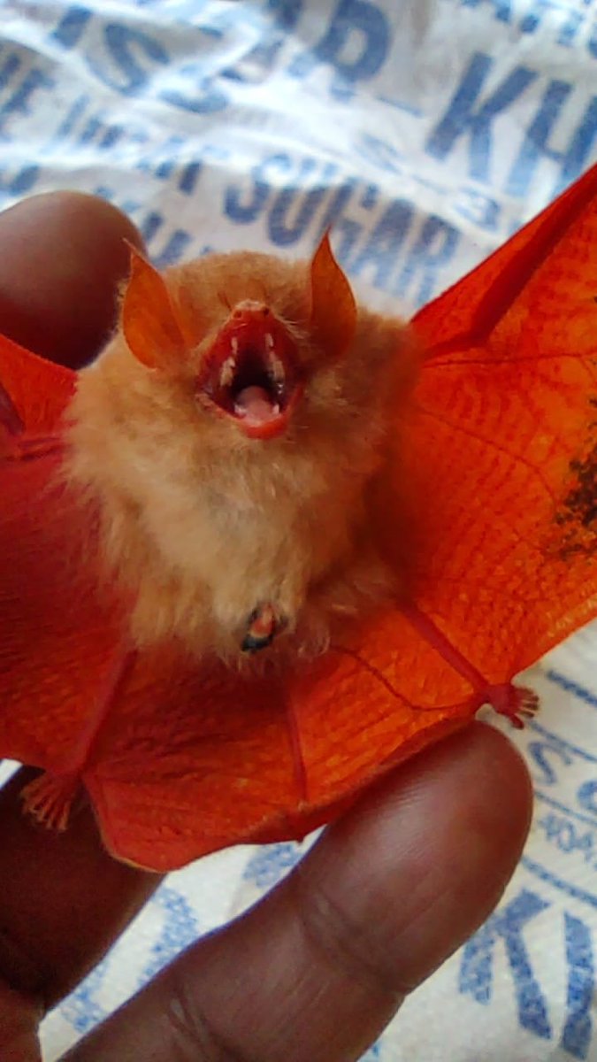 Ishtkam's tweet photo. #Bastar, #Chhattisgarh 
An #OrangeBat was spotted in the Kanger Ghati National Park area. Indian wolf was also spotted in the area, which is an endangered species.

(Pics: Kanger Ghati National Park) https://t.co/LOeYAQybUA