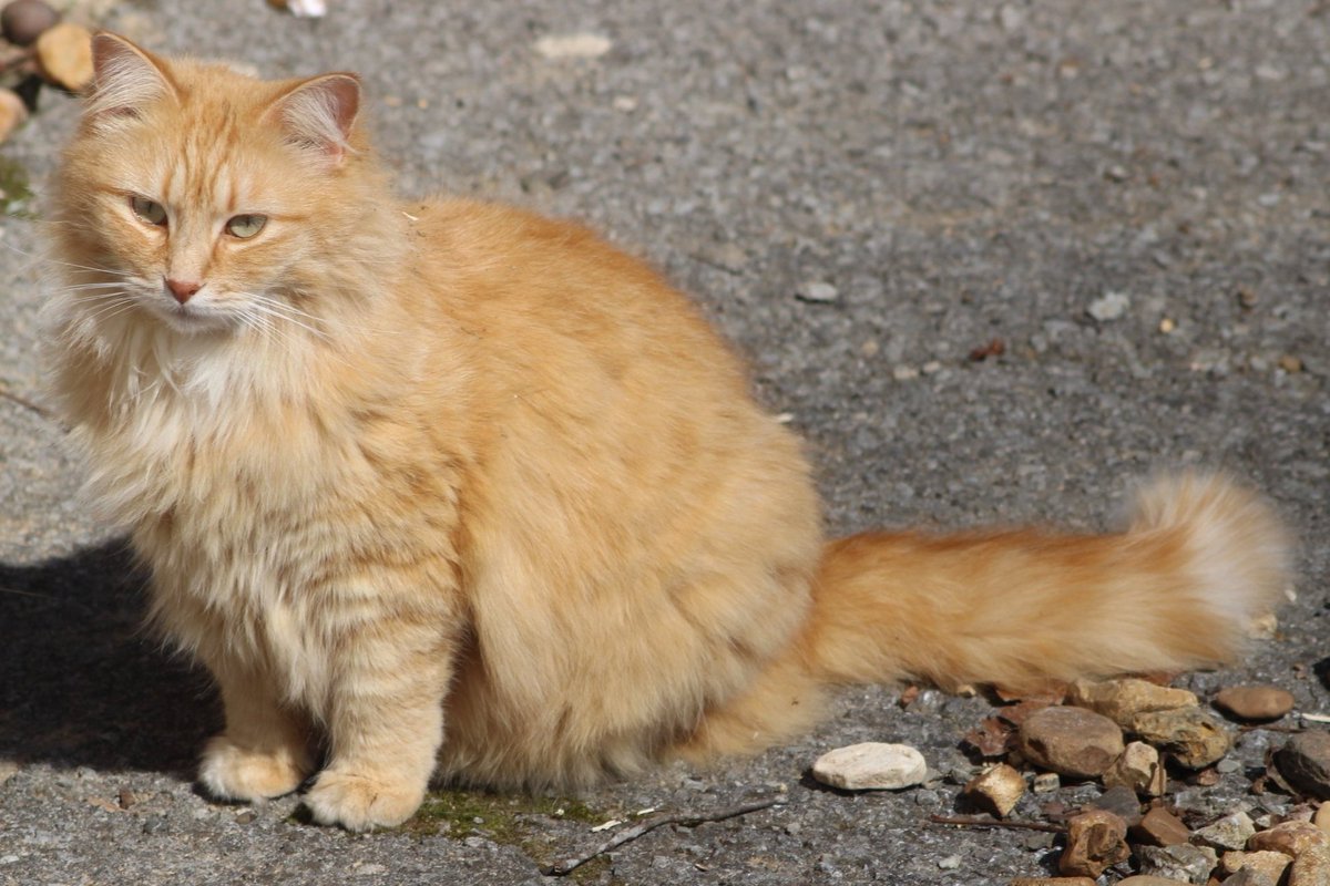 Fluff Muffin tweet media