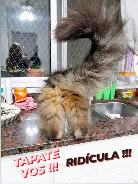 DeGatitos_'s tweet photo. Soprano lavando los platos de la cena.
El secretario purrrrfecto el abuelo.
Ese culito espumoso, tan peludo.
Mostrando sus partes.
Pero amigo, tapate un poco se te ve hasta el infinito !!!!!
#tapatevos
#MoriaCasan
#SopranoFDG https://t.co/2zsuwXSfH0