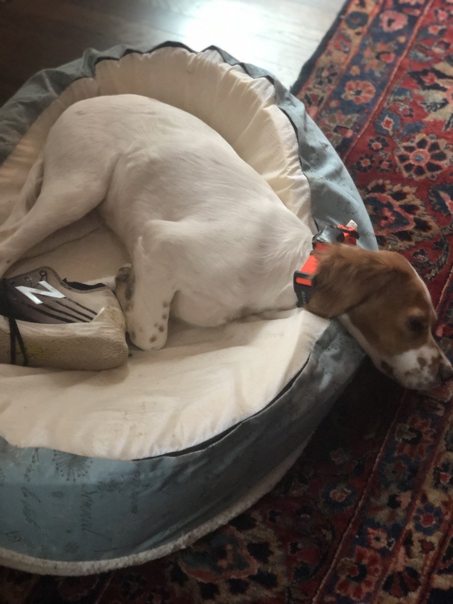 Please say hello to Tater, our incorrigible five-month-old English setter. I’ll have what he’s having, please.