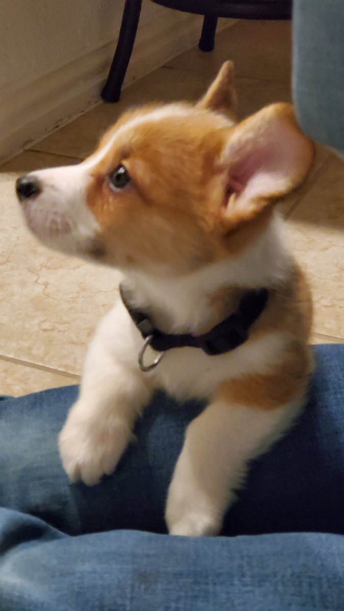 ToebeTheCorgi's tweet photo. Curious Boi #Corgi #pup https://t.co/t5kUpaiaJH