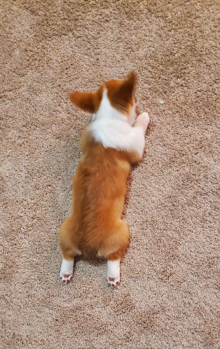ToebeTheCorgi's tweet photo. Corgi Sploot #Sploot #Corgi https://t.co/pFVFOS8eJj