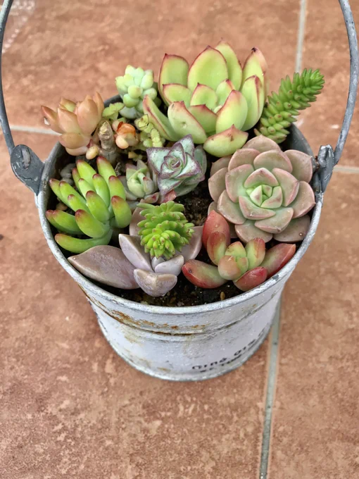今週つくった寄せ植え。無事に越冬してね! 