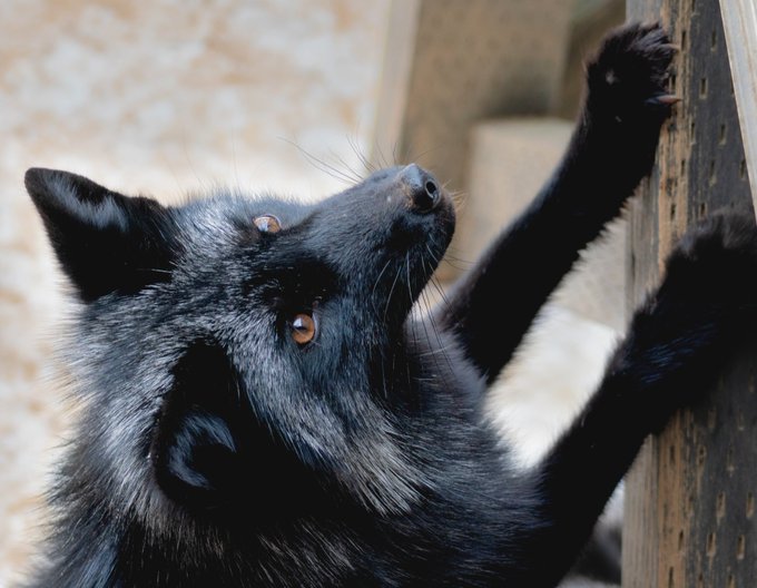 おねだりギンギツネくんこゃん!🦊✨ 
