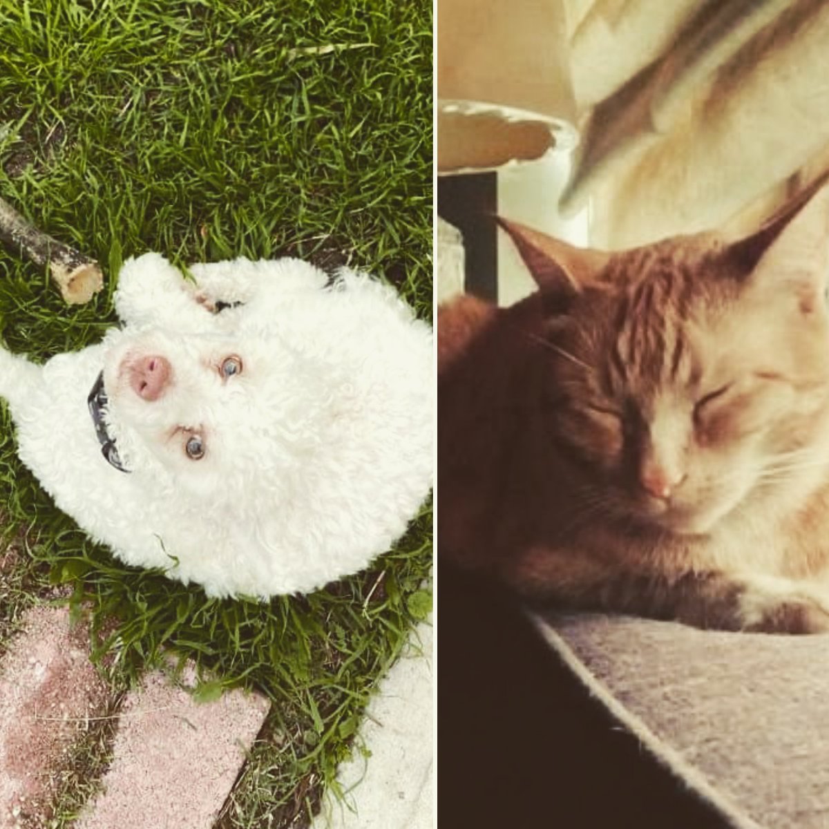 vbroesketweets's tweet photo. #these2 .... I could not imagine my life without them now. #ESATeddy is the most #velcrodog I have ever met, and so in tune with your emotions. &amp; #ESAOliverTabby is the biggest #cuddlebug. In my experience, cats are typically very independent, Oliver is not. He's very needy https://t.co/dzJN7NHUPy