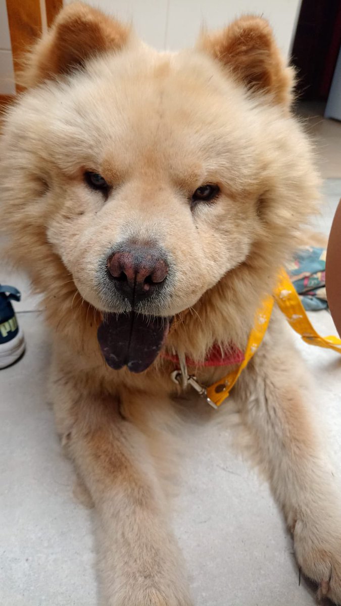 bxrbi_c's tweet photo. Hola!! Les presento a William🐶, un bebé de 5 añitos que necesita que le demos una pata para poder costear operación de tumores, una resonancia y el aceite para aguantar el dolor.

Una ayuda o un RT ayudan muchísimo! 🤍

Alias: OPERACIONWILLIAM
Cuenta a nombre de Nahuel Palacios. https://t.co/jOoZ0PGrbP
