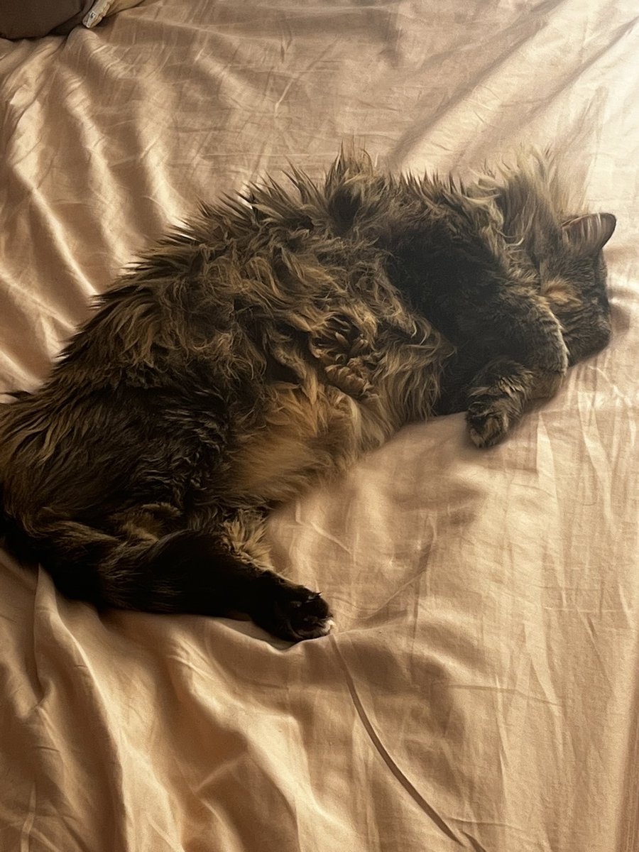 RealisticDuck's tweet photo. @gl00sen She is in fact, a very good cat https://t.co/Eq7lAMXheu