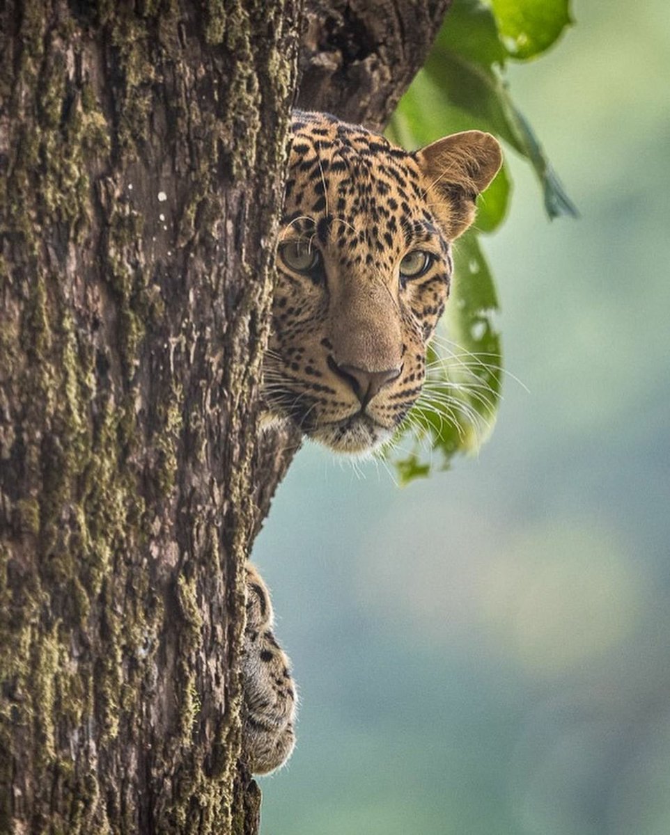 If you are a nature-lover who loves to spend time in the jungle and adores the mighty #bigcats, plan a jungle safari in the #HeartofIndia. Wander through the lush green forests and keep your cameras handy!