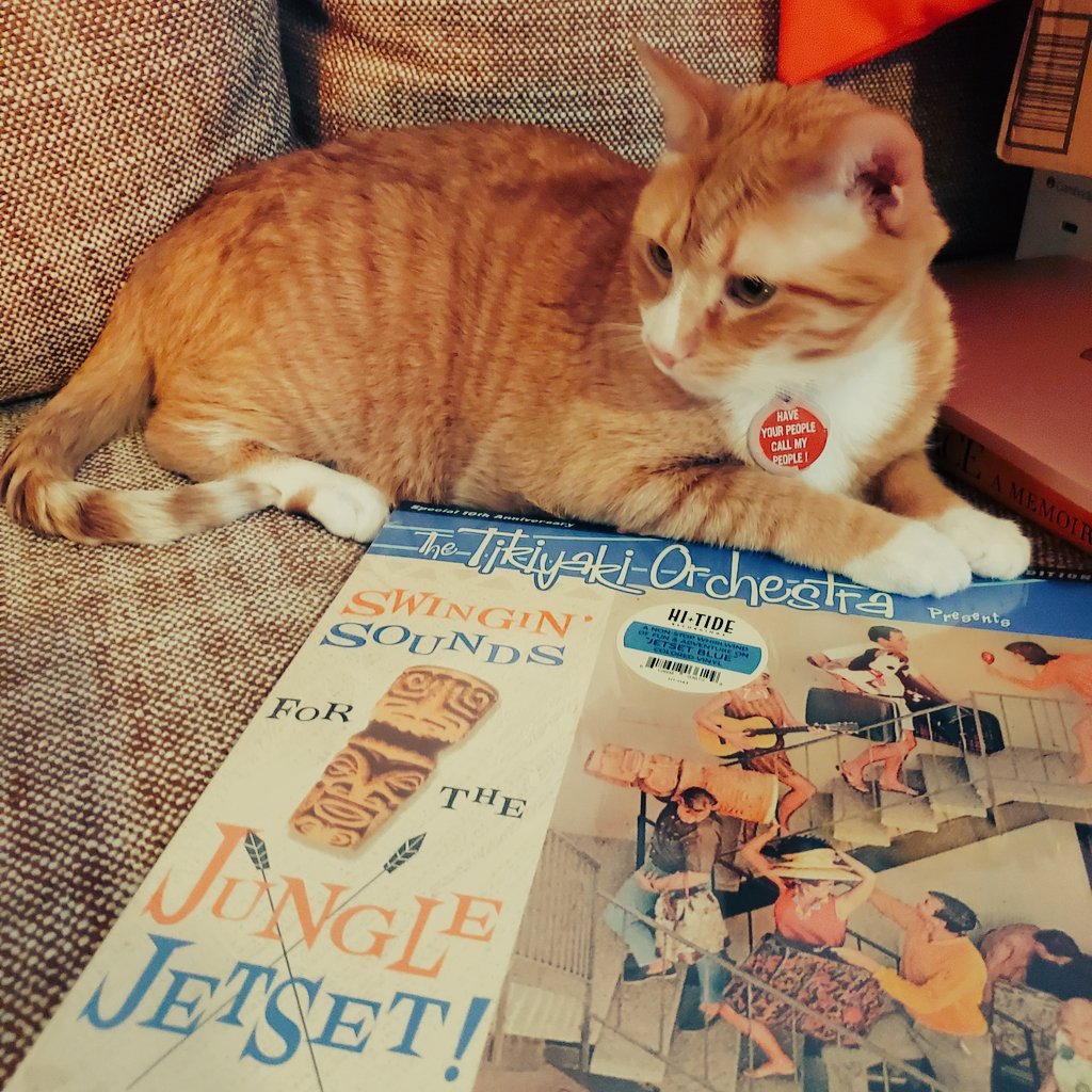 NTNLcats's tweet photo. #RylanBJohnson enjoys the late night listening, especially when @Tikiyaki1 is on the turntable.
#cat #CatsOfTwitter #orangetabby https://t.co/6pg4YbhIBh
