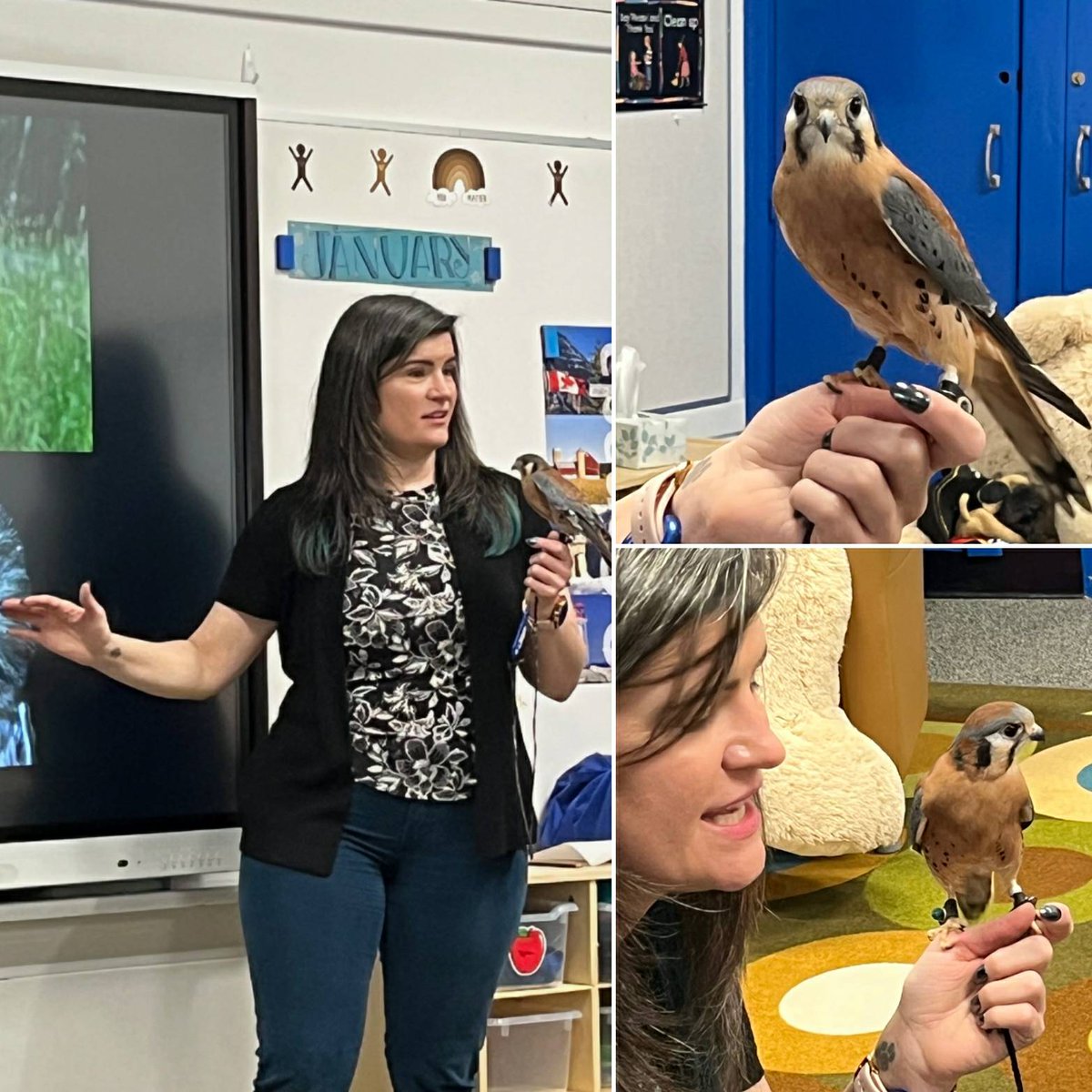 Remy and BBO biologist, Jana, taught students about Falcons of Alberta this afternoon. 
Thank you Jennifer for sharing your photos! 
#BirdSmart #EducationBird #BBO #BeaverhillBirds #FalconsOfAlberta #Remy #AmericanKestrel