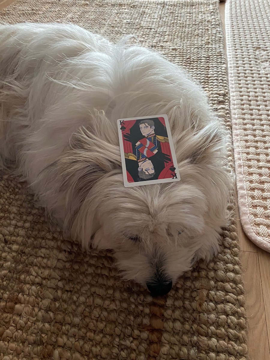 「쨘사진 드럽게 못찍네요 」|허긴개のイラスト
