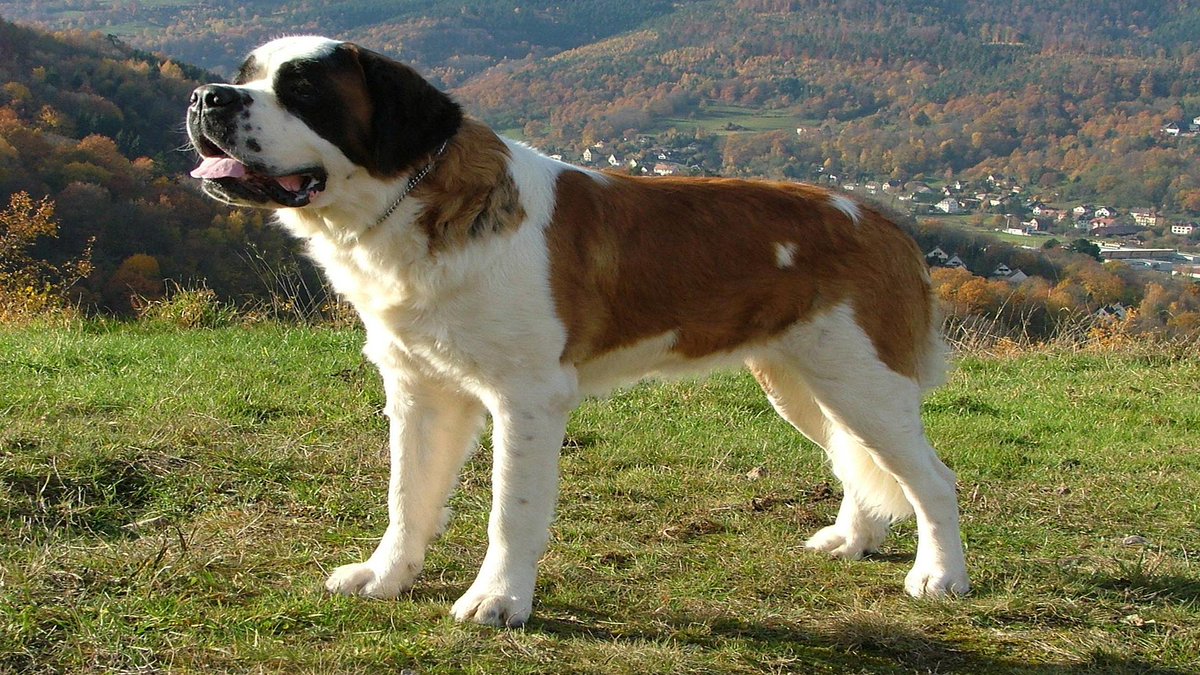 sage_s65739624's tweet photo. Some of the most recognizable and hard-working breeds are #GiantDogs. They can be difficult to manage, though, because many of them still exhibit the strong working impulses and desires they were bred for. #Dogs #BigDogBreeds #DogBreeds #FamilyFriendlyDogs
https://t.co/LsAJCin2K0 https://t.co/177eJ9hpl0