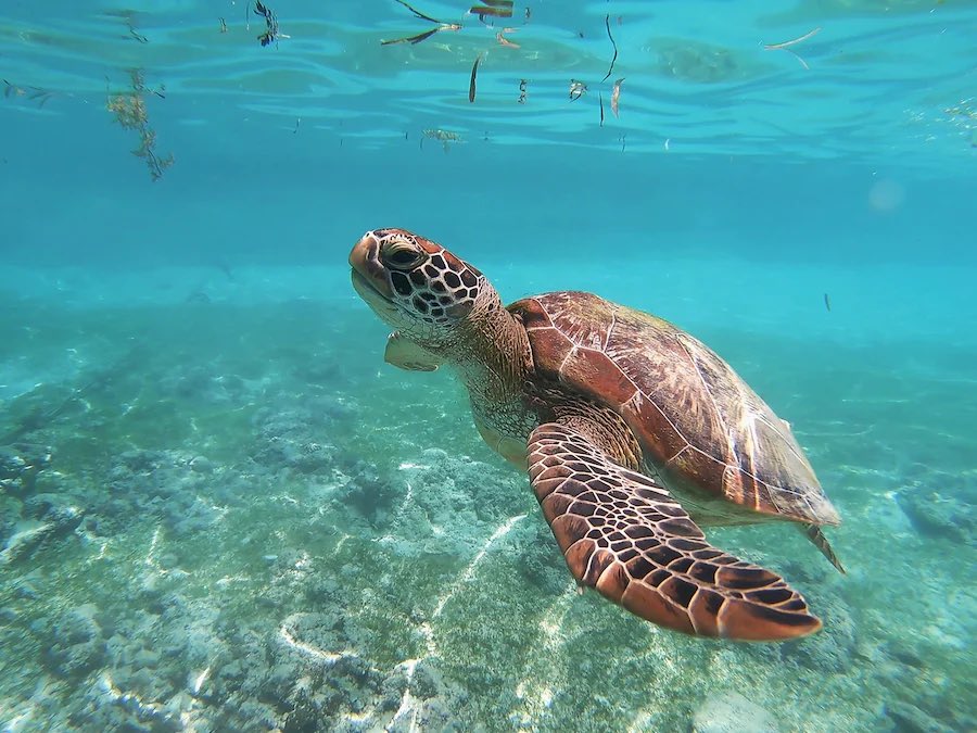 SeaTurtles_org's tweet photo. Did you know that sea turtles can sleep under water? As reptiles, they breathe air, however, they are able to hold their breath underwater for long periods of time! #TurtleTuesday 🐢 https://t.co/Fjisf4chBC