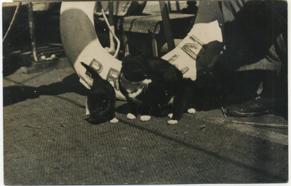 Today is National Bootlegger's Day! During Prohibition, agents learned to immediately look for the ship's cats when they boarded a suspected rum runner. The cats would often dart off to a hidey-hole, revealing the ship's secret compartment with the illegal booze. #CatsOfTwitter